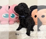 Puppy Puppy 4 Goldendoodle-Poodle (Standard) Mix