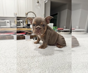 English Bulldog-French Bulldog Mix Puppy for sale in CARMICHAEL, CA, USA