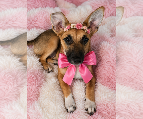 Medium Photo #1 Chiweenie Puppy For Sale in Mt. Laurel, NJ, USA