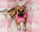 Small Chiweenie