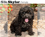 Puppy Skylar Cock-A-Poo