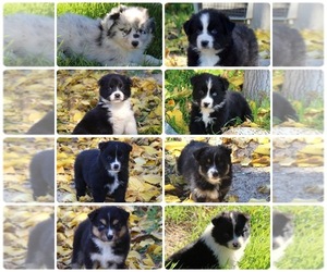 Australian Shepherd Puppy for Sale in ACTON, California USA