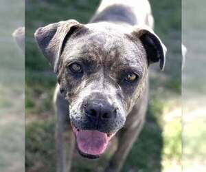 Mutt Dogs for adoption in La Verne, CA, USA