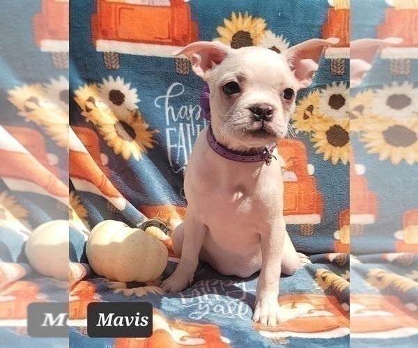 Medium Photo #2 Boston Terrier Puppy For Sale in MINERAL WELLS, WV, USA