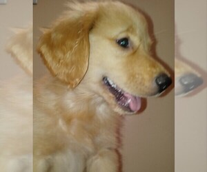 Golden Retriever Puppy for sale in SANTA ANA, CA, USA