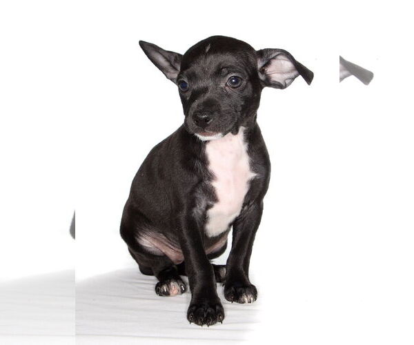 Medium Photo #2 Chiweenie Puppy For Sale in Oakland Park, FL, USA