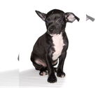 Small #1 Chiweenie