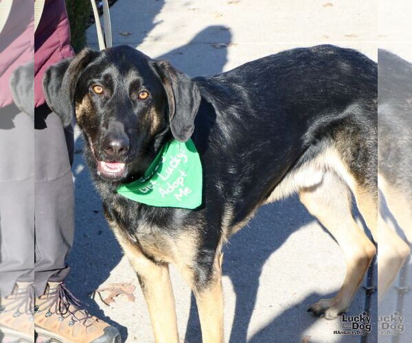 Medium Photo #2 Mutt Puppy For Sale in Washington, DC, USA