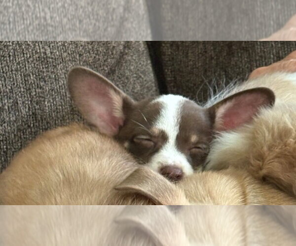 Medium Photo #2 Chihuahua-Unknown Mix Puppy For Sale in Foristell, MO, USA