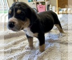 Puppy 4 Greater Swiss Mountain Dog
