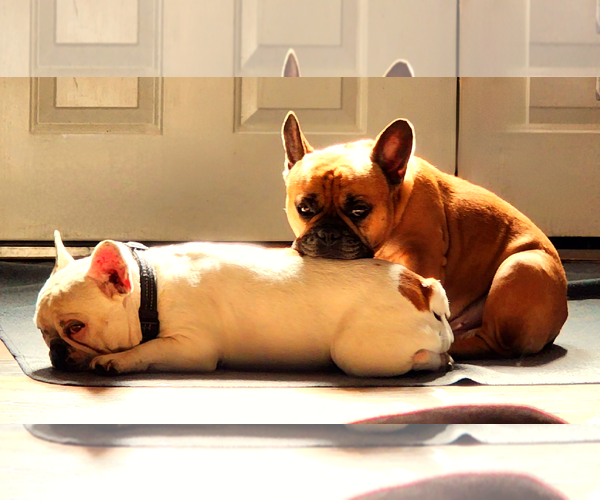 Medium Photo #5 French Bulldog Puppy For Sale in Valrico, FL, USA