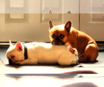 Small #4 French Bulldog