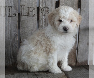 Poodle (Miniature) Puppy for sale in FREDERICKSBURG, OH, USA