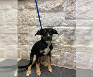 Labrador Retriever Dogs for adoption in Sugar Land, TX, USA