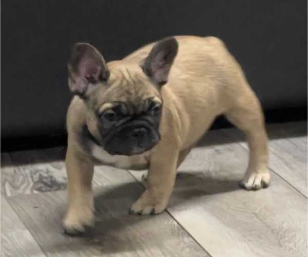Medium Photo #5 French Bulldog Puppy For Sale in BRIGHTON, CO, USA