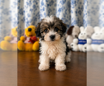 Small #21 Morkie