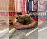 Small Photo #16 Labrador Retriever Puppy For Sale in MULINO, OR, USA