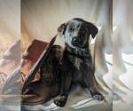 Small #1 Golden Shepherd