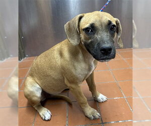 Beagle-Unknown Mix Dogs for adoption in Camarillo, CA, USA