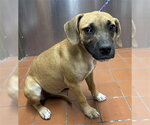 *SHIRLEY TEMPLE - Female Beagle-Unknown Mix Dog for Adoption - Small photo