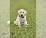 Puppy Puppy I Labrador Retriever