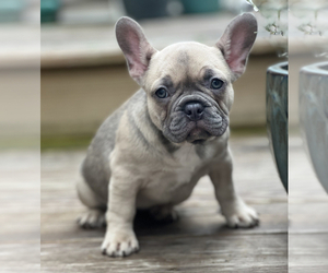 French Bulldog Puppy for sale in CHARLOTTE, NC, USA
