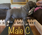 Small Photo #9 American Bully Puppy For Sale in JOPLIN, MO, USA