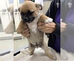 Small #1 Pug Mix