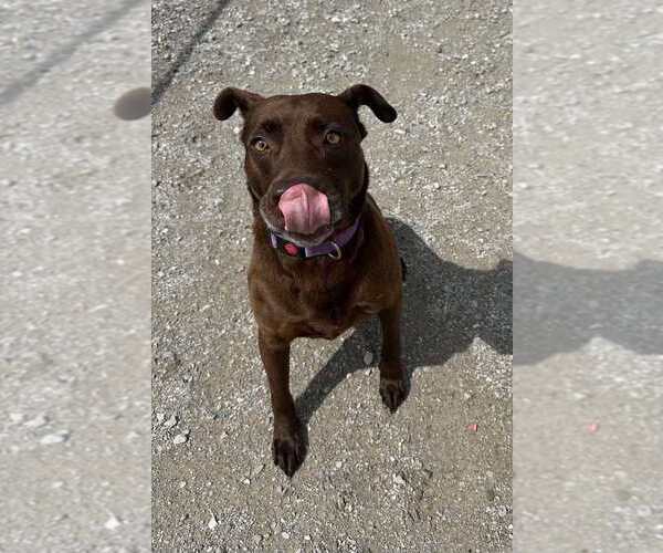 Medium Photo #4 American Pit Bull Terrier-Labrador Retriever Mix Puppy For Sale in Evansville, IN, USA