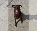 Small #3 American Pit Bull Terrier-Labrador Retriever Mix