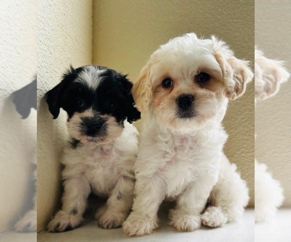Medium Photo #1 Mal-Shi-Maltipoo Mix Puppy For Sale in THORNTON, CO, USA
