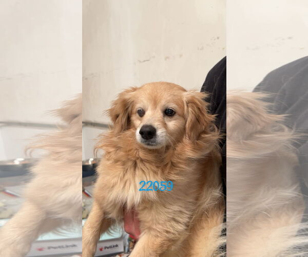 Medium Photo #1 Spaniel-Unknown Mix Puppy For Sale in Chico, CA, USA