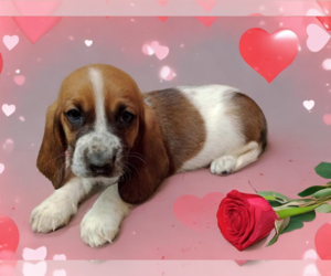 Basset Hound Puppy for sale in SALEM, WV, USA
