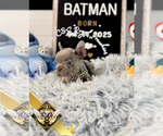 Small #6 French Bulldog