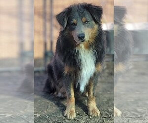 Father of the Miniature Australian Shepherd puppies born on 01/06/2024