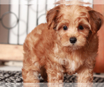 Small #2 YorkiePoo