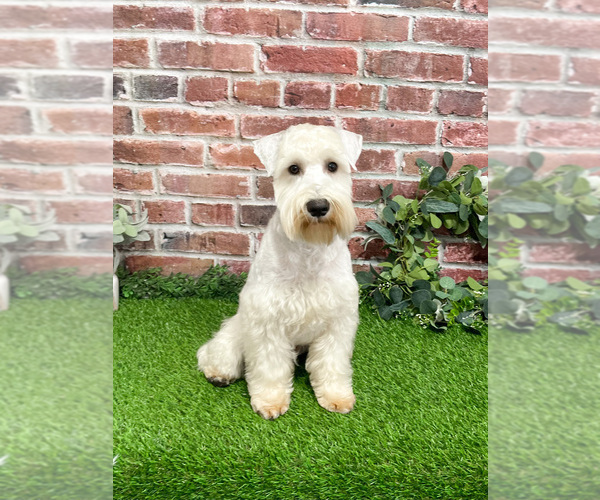 Medium Photo #4 Schnauzer (Miniature) Puppy For Sale in SYRACUSE, IN, USA