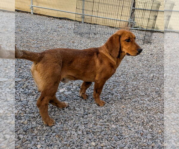 Medium Photo #2 Basset Hound-Unknown Mix Puppy For Sale in Vail, AZ, USA