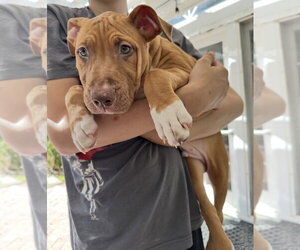 Luke - Male Black Mouth Cur-Boxer Mix Dog for Adoption - Photo #5