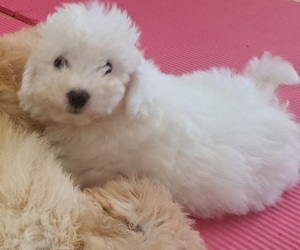 Father of the Bichon Frise puppies born on 01/03/2026