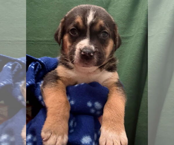 Medium Photo #1 Labrador Retriever-Unknown Mix Puppy For Sale in The Woodlands, TX, USA