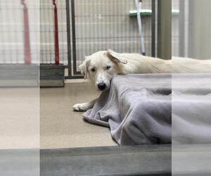 Border Collie-Unknown Mix Dogs for adoption in Santa Maria, CA, USA