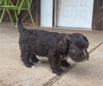 Small #1 Havanese