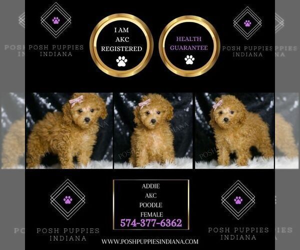 Medium Photo #2 Poodle (Toy) Puppy For Sale in WARSAW, IN, USA