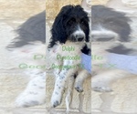 Small Poodle (Standard)-Pyrenean Sheepdog Mix