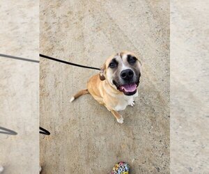 Labrador Retriever Dogs for adoption in garner, NC, USA