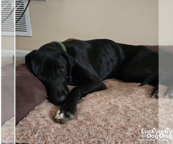 Medium Photo #3 Labrador Retriever-Unknown Mix Puppy For Sale in Washington, DC, USA