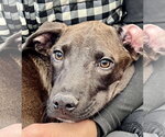 Small #18 American Pit Bull Terrier Mix