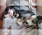 Small #5 German Shepherd Dog Mix