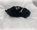 Small #5 Cockapoo (Miniature)